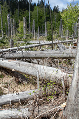 Bayerischer Wald, Waldsterben, Baumsterben, Windbruch