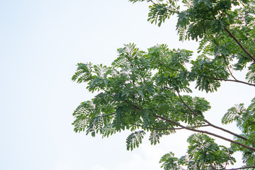 green tree isolated on white background