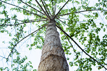 tree with green leaves