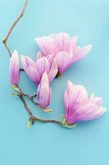 Fototapeten Magnolia blossom on pastel blue background. Copy space, top view, flat lay. © larionovao