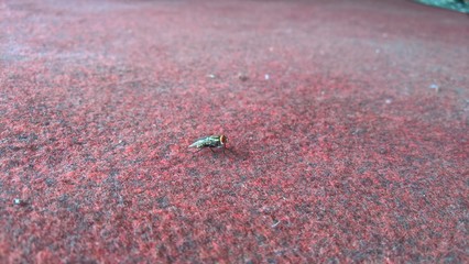 fly on leaf