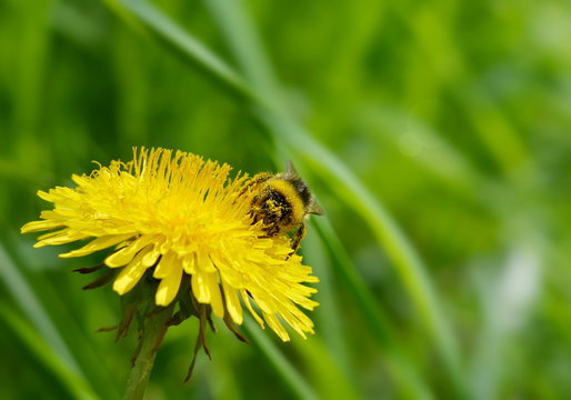 Bumblebee, smeared with pollen, sitting on yellow dandelion flower on a blurred background of green grass