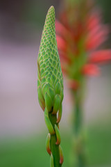 Aloe flowering