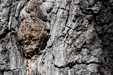 Wood surface