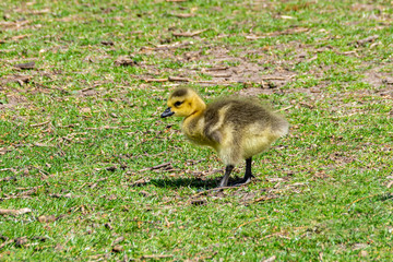 Canada goose gosling (Branta canadensis)