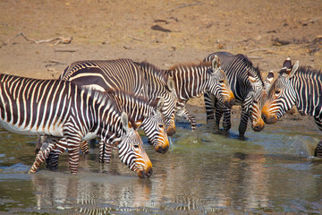 Fototapeta na wymiar Cape Mountain Zebra National Park, South Africa