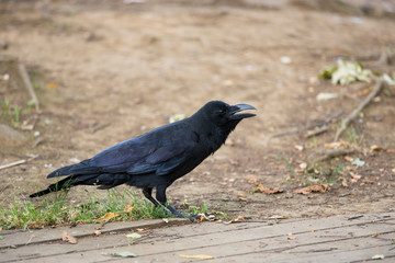 カラス