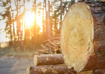 Logging of logs in the forest, logs in the forest against the backdrop of a sunset, copy space,...
