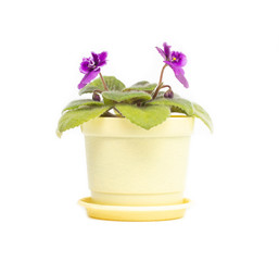 Beautiful homemade flower in a pot, young blooming violet violet with green petals on a white background, isolate, foliage