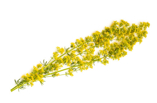 Bedstraw Galium verum