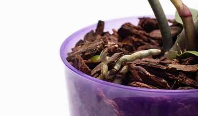 sprout of an orchid flower in a flower pot on a white background, copy space