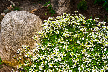 Spring scattering of white flowers Aubrieta among large stones