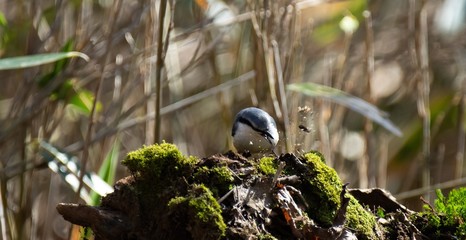 ゴジュウカラ