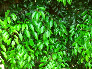 日陰の大木の若葉