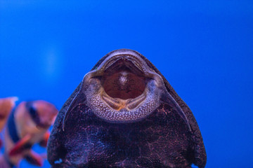 Large aquarium fish catfish Gastromizon from the Balitoria family, suckling fish, blue water