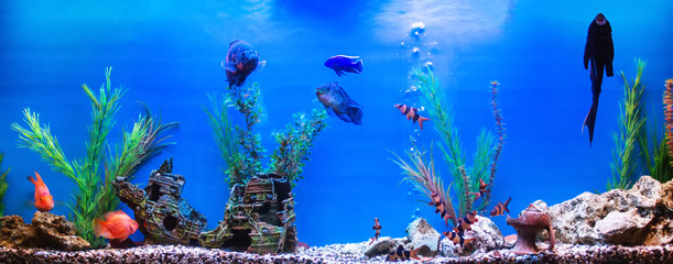 Large beautiful aquarium with colorful fish, background, swimming