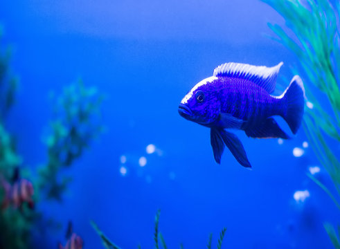Blue fish with white stripe Queen Nyasa in aquarium, Aulonocara nyassae, Cichlidae