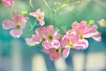 Naklejka na ściany i meble Beautiful pink flowering dogwood blossoms