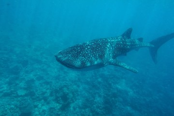 Fototapeta premium Whaleshark