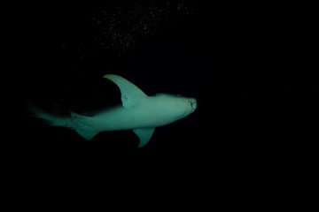 Nurseshark by night