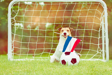 Dog as funny fan of Netherland national team with flag supporting his team in international competition