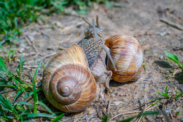 Two snails on the ground among the grass interact with each other. Animal world of nature
