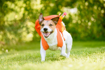 Dog as funny schoolboy going back to school with backpack full of school supplies