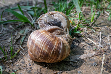 The Roman snail, also called Burgundy snail, edible snail or escargot, European species of a large, edible, air-breathing land snail captured during mating.