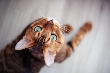 Beautiful red Bengal cat with bright green eyes, sitting on the floor, shot from above