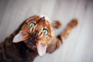 Schilderijen op glas Beautiful red Bengal cat with bright green eyes, sitting on the floor, shot from above © olezzo