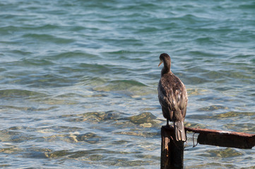 Great cormorant (Phalacrocorax carbo) resting on a rusty part of a bridge looking down