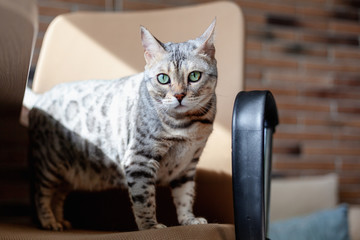 Beautiful gray Bengal cat with bright green eyes, sitting on the couch