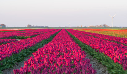 Field of tulips in the Dutch countryside.  Groningen, Holland.