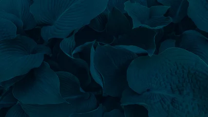 Fotobehang Green leaves of blue cadet. Image background for landing pages © kovaleva_ka