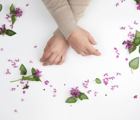 female hands and pink small flowers on a white  background