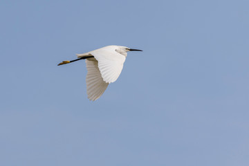 Little egret, egretta garzetta, flying in Camargue, France