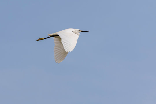 Little egret, egretta garzetta, flying in Camargue, France