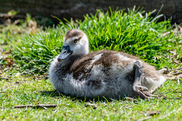 Egyptian goose (alopochen aegyptiaca) gosling, normally called a duckling as the species is closely related to the shelduck
