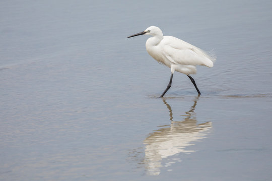 Little egret, egretta garzetta, stanging in water, Camargue, France