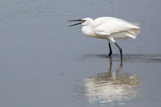 Little egret, egretta garzetta, tossing a fish in Camargue, France
