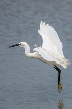 Little egret, egretta garzetta, flying in Camargue, France