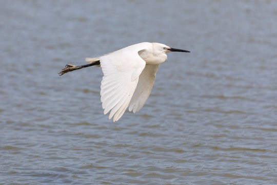 Little egret, egretta garzetta, flying in Camargue, France