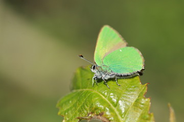 Thècle de la ronce ou argus vert