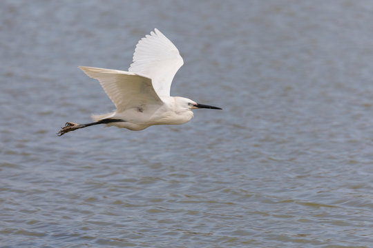 Little egret, egretta garzetta, flying in Camargue, France