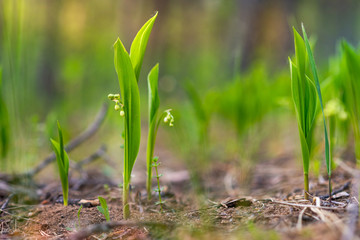 Background. Forest flowers in the form of bells
