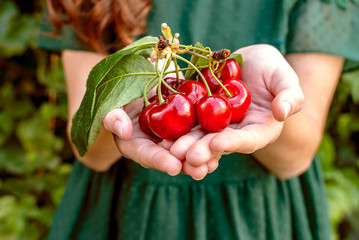 Isolated young woman holding a some cherries in her hands. Big red cherries with leaves and stalks. One person on the background. good harvest of juicy ripe cherries.