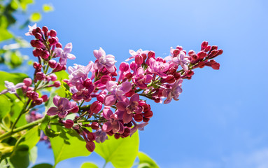 Flowering branch of lilac on a background of blue sky in spring garden