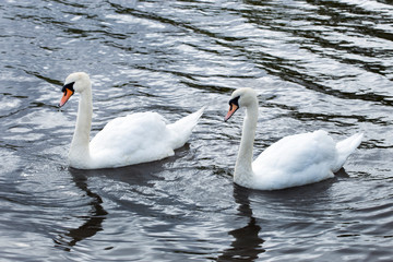 Obraz premium Two white swans heart water scene