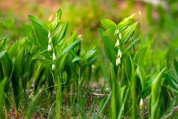 Background. Forest flowers in the form of bells