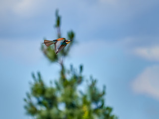 European bee-eater flying over a field of orange trees in the vicinity of Xativa, Spain